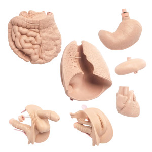Set Ampliacion Maniqui Enfermeria Body basic a pro